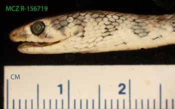 Media type: image;   Herpetology R-156719 Description: Specimen photo;  Aspect: head lateral left